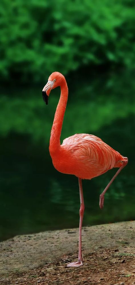 #Flemingo Flamingo (Greater Flamingo) is a large waders, one of the stork-shaped Geranium stork. Flamingo Neck long, often curved into S-shaped, 1 to 1.4 meters, the wingspan of up to 1-1, 6 meters, with white and red feathers. Because the whole body for fire red and named Flamingo, also known as Red Stork, Red Crane.... Greater Flamingo, Red Feather, Exotic Birds, Whole Body, Cute Creatures, Red Fire, Animal Planet, White And Red, Nature Animals