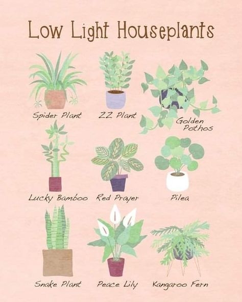 Lowlight Houseplants, Plants Home Office, Low Light Houseplants, Inside House Plants, Safe House Plants, Plant Nanny, Orchid Plant Care, Houseplants Low Light, Easy House Plants