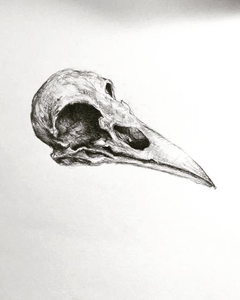 Vulture Skull, Animal Skull Drawing, Bird Skull Tattoo, Crow Skull, Pen Art Drawings, Gothic Tattoo, Indie Art, Charcoal Art, Line Art Tattoos