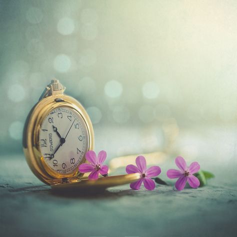 Clock Tattoo Design, Color Splash Photography, Miniature Photography, Floral Border Design, Still Life Photographers, Airbrush Art, Cute Photography, Foto Art, Flower Tea