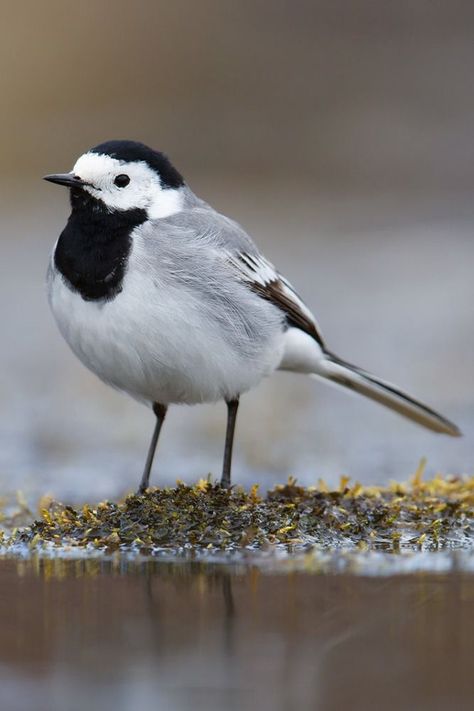 Pied Wagtail, White Wagtail, Cool Birds, Copper Foil, In Flight, North Africa, Bird Prints, Small Groups, Animals Beautiful