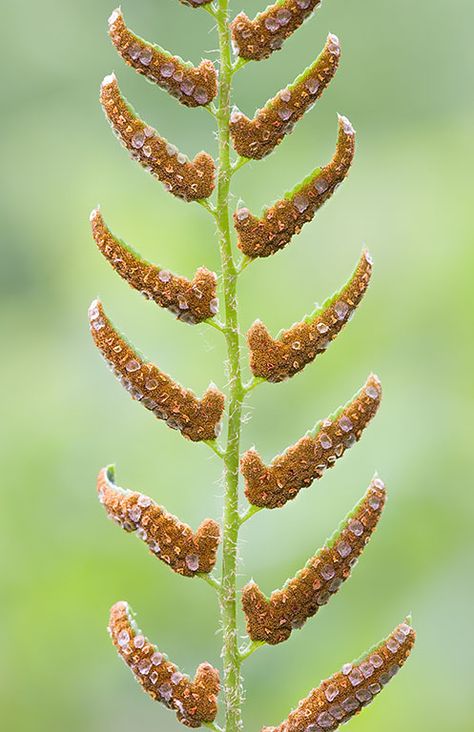 I found this native fern growing on a dry wooded slope. When I looked at the underside of a frond, I found spore clusters.   This one was in the South 40 woods at the Prairie Garden Trust (PGT), but we also have some of them along the sidewalk on the way to the Lotus Ponds.  #fern #frond #spore #green #leaf #pattern #sporangia #macro #closeup #nature #naturephotography #ArtForHealing #HealthcareDesign #fineartphotography #evidencedbasedart #wallart #healingart  Polystichum acrostichoides Pregnant Christmas, Christmas Fern, Healthcare Art, Prairie Garden, Lotus Pond, Healthcare Design, Plant Collection, Planting Seeds, Trees To Plant