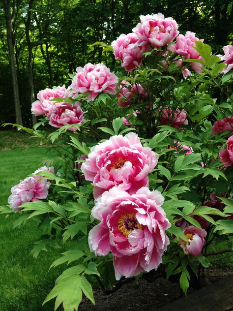 Tree peony Peony Tree, Flower Images Wallpapers, Tree Peonies, Peony Bush, Tree Peony, Peonies Garden, Peony Flower, Flower Images, Pink Peonies