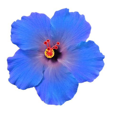 Hibiscus Flower On White Stock Photos, Pictures & Royalty-Free Images Hibiscus Flower Widget, Blue Hibiscus Flower, Flowers White Background, Flower Cutout, Flower Icon, Gardening Inspiration, Blue Hibiscus, Flower Icons, Nothing But Flowers