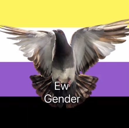 Enby Flag, Pigeon, Flag