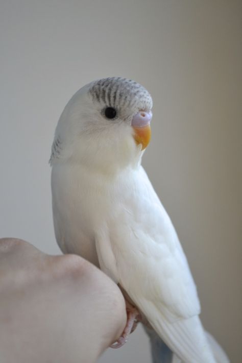 What a cute baby!  Possibly a double factor Domianant Pied or a combination of Dominant Pied and Recessive Pied. White Budgie, Baby Parakeets, Budgies Parrot, Budgie Bird, Australian Parrots, Easy Bird, Budgie Parakeet, Mental Stimulation, Parakeets