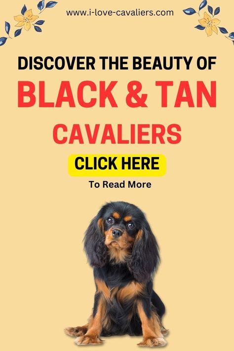 Explore the elegant beauty of Black and Tan Cavalier King Charles Spaniels. Discover fascinating facts and stunning photos showcasing this beloved color variation. Black And Tan Cavalier, Spaniel Breeds, Cavalier King Charles Dog, King Charles Dog, Heartwarming Photos, Elegant Beauty, Fascinating Facts, Cavalier King, Charles Spaniel