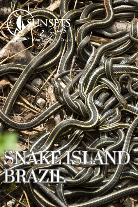 Snake Island Brazil, also known as Ilha de Queimada Grande, is a tiny island located off the coast of Sao Paulo. This mysterious island is home to over 4,000 of the world’s deadliest snakes – the golden lancehead viper. It is estimated that there’s one snake per square meter on the island, making it one of the most dangerous places in the world. The island has been off-limits to the public for decades, making it a forbidden paradise for some and a nightmare for others. Snake Island Brazil, Snake Island, Bermuda Island, Mysterious Island, Tiny Island, Island Decor, Places In The World, A Nightmare, Square Meter