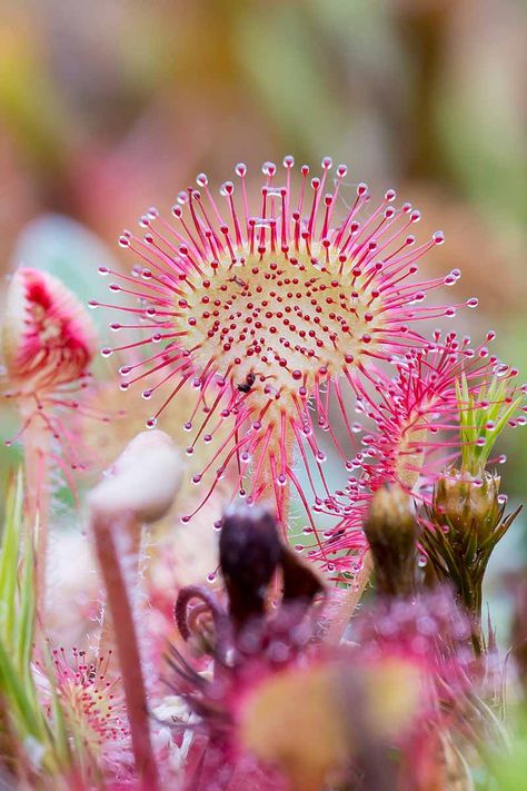 Carnivorous plants have very specific needs, but their animated habits are a fun reward! Sundew plants are adapted to thrive in bog environments by sourcing nutrients in an extraordinary way. Bright the magic home and learn how to grow sundew as a houseplant now on Gardener's Path. #sundew #carnivorousplants #gardenerspath Sundew Plant, Magic Home, Plant Terrarium, Plant Background, Fly Trap, Pitcher Plant, Root System, Peat Moss, Carnivorous Plants