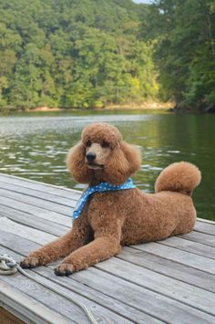 Standard Poodle Apricot, Red Standard Poodle, Apricot Standard Poodle, Poodle Haircuts, Anjing Poodle, Small Poodle, Poodle Dogs, Poodle Cuts, Red Poodles