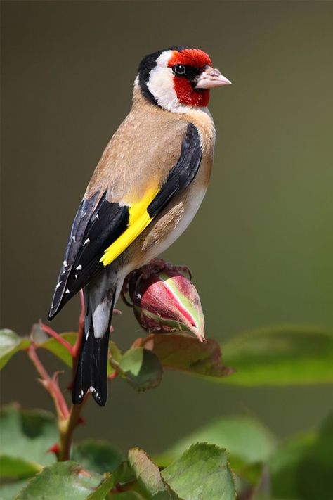 Goldfinch Kosmetyki Mary Kay, European Goldfinch, Northern Africa, Finches Bird, Most Beautiful Birds, Finches, Australian Birds, Colorful Bird, Airbrush Art