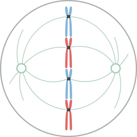 La metafase es el segundo estadio de la mitosis y la meiosis. Se caracteriza por el alineamiento de los cromosomas en el ecuador de la célula. Tras los eventos clave de la profase que llevaron a la condensación de los cromosomas, estos deben movilizarse. Mitosis Y Meiosis, Beast Wallpaper, Powerpoint Background Design, Ecuador, Biology, Background Design, Chemistry, Quick Saves