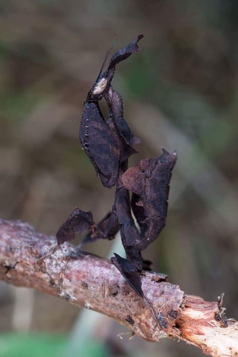 Ghost Mantis, Weird Insects, Macro Photography Insects, Tattoo Wallpaper, Mantis Religiosa, Cool Insects, Bug Collection, Cool Bugs, Beautiful Bugs