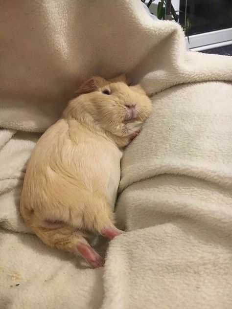 Guinea Pig, Do It, White