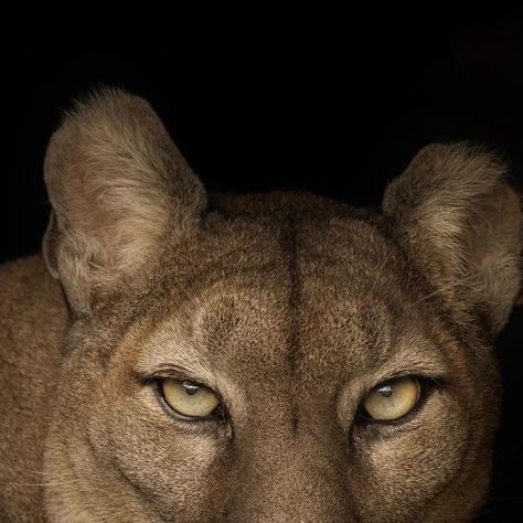 Cougar Aesthetic, Puma Aesthetic, Photography Canon, Wild Beauty, Mountain Lion, December 21, Photography Workshops, Canon Photography, Wildlife Photography