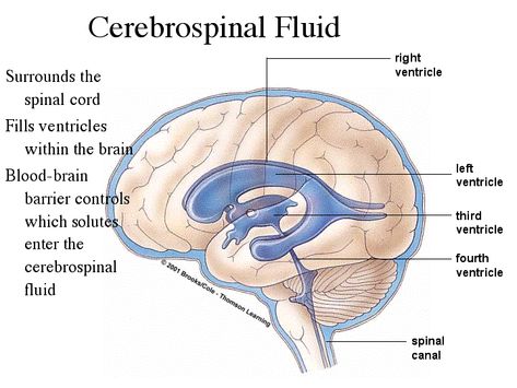 Cerebrospinal Fluid (CSF) is a liquid that has no color and fills the ventricles and canals of the Central Nervous System (CNS) and bathes its external surface. The purposes of CSF are buoyancy, protection, and chemical stability. CSF protects the brain from hitting the cranium if it is jolted. CSF is also capable of rinsing metabolic waste and regulates the chemical environment. The 5 Senses, Behavioral Neuroscience, Intracranial Pressure, Neurological System, Spinal Fluid, Blood Plasma, Chiari Malformation, Brain Facts, Sense Of Sight