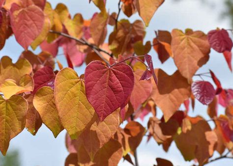 Rising Sun Redbud, Cercis Canadensis, Dark Pink Flowers, Judas Tree, Flame Thrower, Clematis Montana, Eastern Redbud, Flowering Cherry Tree, Redbud Tree