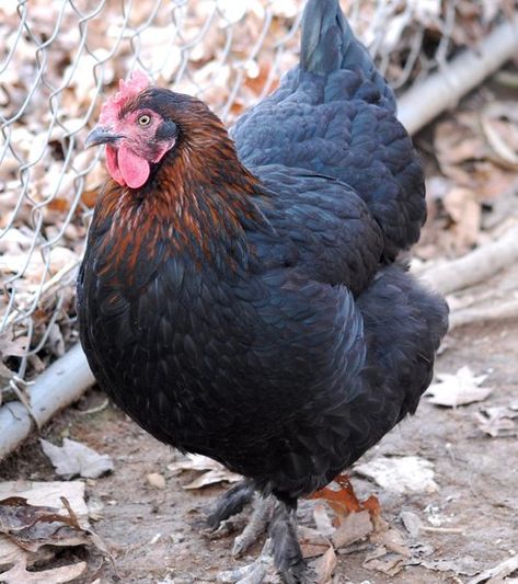 Black Copper Maran Chickens, Black Maran Chicken, Copper Marans Chicken, French Black Copper Maran Chicken, Chicken Types, Marans Chicken, Copper Maran, Olive Egger Chicken, Maran Chickens