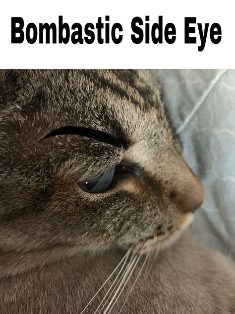 Judging Cat, Eyes Meme, Side Eye, Cats Meow, Siding, Kitty, Memes