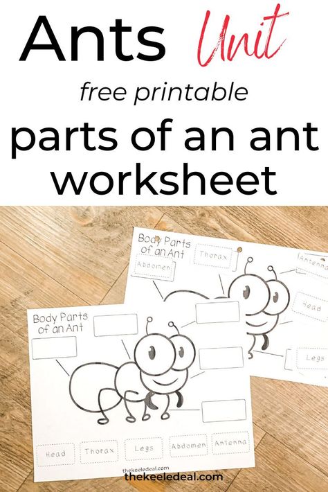 Ant Inquiry Kindergarten, Ant Science Experiment, Kindergarten Ants Activities, Ant Activities Kindergarten, Ants Preschool Craft, Parts Of An Insect Printable, Ant Worksheet Free Printable, Parts Of An Ant Preschool, Ant Kindergarten