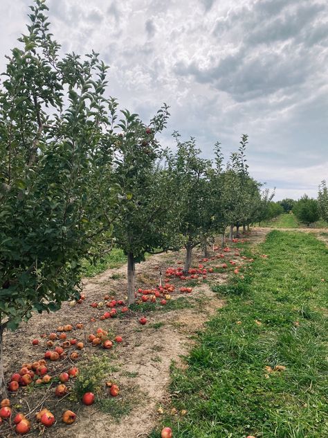 Fall Apple Picking, Fall Core, Seasonal Allergies, Fall Apples, Apple Orchard, Apple Picking, Fall Season, Vacation Trips, Flowers