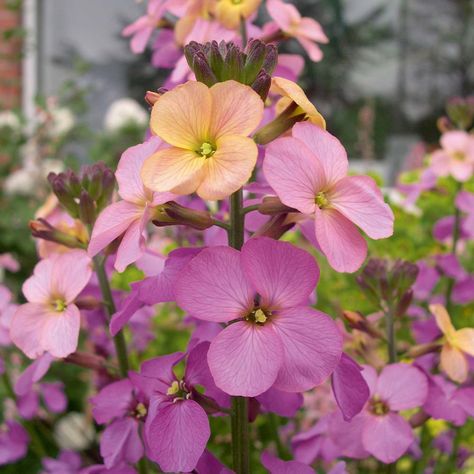 Wallflower 'Sweet Sorbet' Erysimum Flowering March-June. Full sun. Wallflower Flower, Wallflower Plant, Online Plant Shop, Biennial Plants, Flower Garden Design, Plant Shop, English Country Gardens, Radiant Orchid, Spring Bulbs