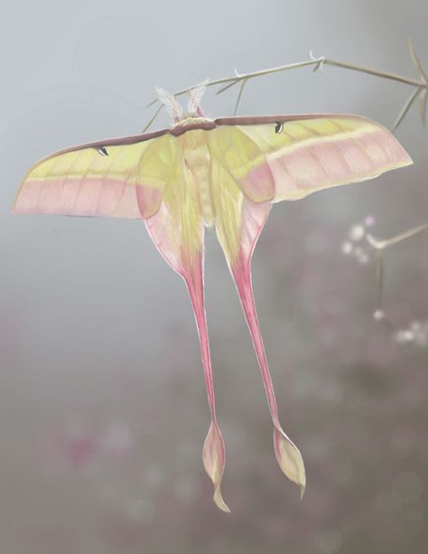 A Chinese variety of luna moth.  Luna's are born without mouths; they live off the fat stores they gained while in caterpillar form.  These Chinese Lunas only live about 10 days. Lunar Moth, Moon Moth, Moth Caterpillar, Beautiful Bugs, Luna Moth, Creepy Crawlies, Yellow And Pink, Bugs And Insects, Beetles