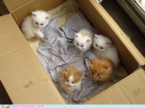 Kittens Box Of Kittens, Kitten Pictures, Sleepy Cat, Little Kittens, Ginger Cats, Cute Kittens, Crazy Cat Lady, Cuteness Overload, Crazy Cats