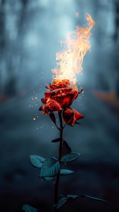 Reality Of Social Media, Rose On Fire, Wishes For The New Year, Meaningful Things, Ground Zero, Make Good Choices, On Fire, Red Rose, Natural Beauty