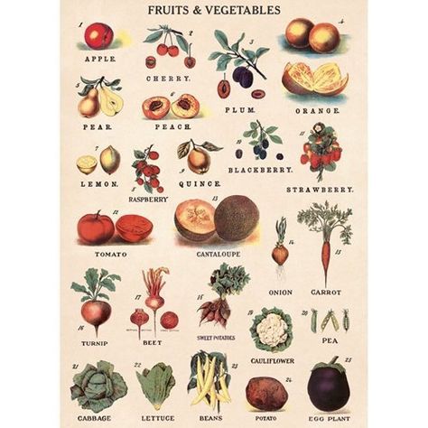 Vegetable Chart, Foto Muro Collage, Paper Fruit, Poster Shop, Scientific Illustration, Botanical Drawings, Art Collage Wall, Botanical Illustration, Paper Decorations