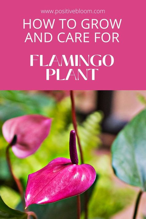 Check out the complete care guide for the flamingo plant, learn how to deal with its common issues, and discover some interesting facts about it. Flamingo Lily Plant Care, Flamingo Plant Care, Flamingo Lily, Lily Plant Care, Flamingo Plant, Peperomia Plant, Alocasia Plant, Flamingo Flower, Some Interesting Facts