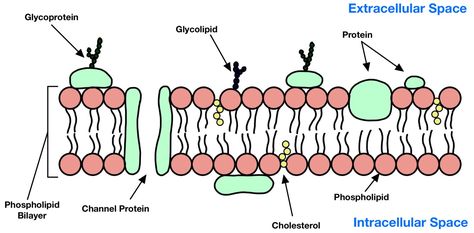 Cell Membrane Structure, Cell Theory, General Biology, Membrane Structure, Biology Notes, Cell Biology, Cell Membrane, A Cell, Biochemistry