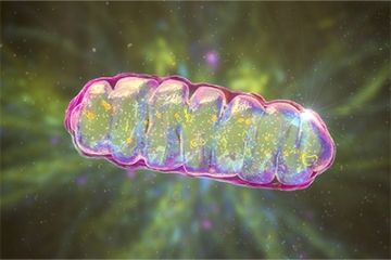 Human Science, Genome Sequencing, Mitochondrial Dna, Dna Molecule, Cohort Study, Cell Structure, Physical Change, Assessment Tools, Getting Older