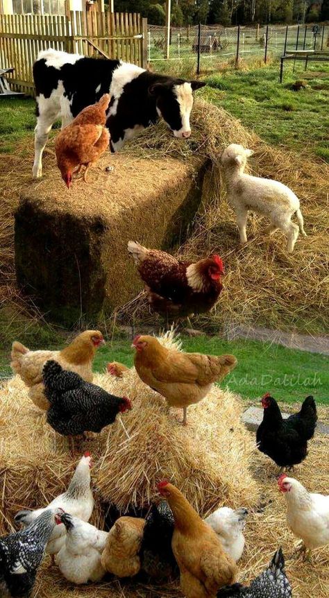 Beautiful Chickens, Farm Lifestyle, Mini Farm, Chickens And Roosters, Pet Day, Farms Living, Down On The Farm, Cat Decor, Cute Animal Photos