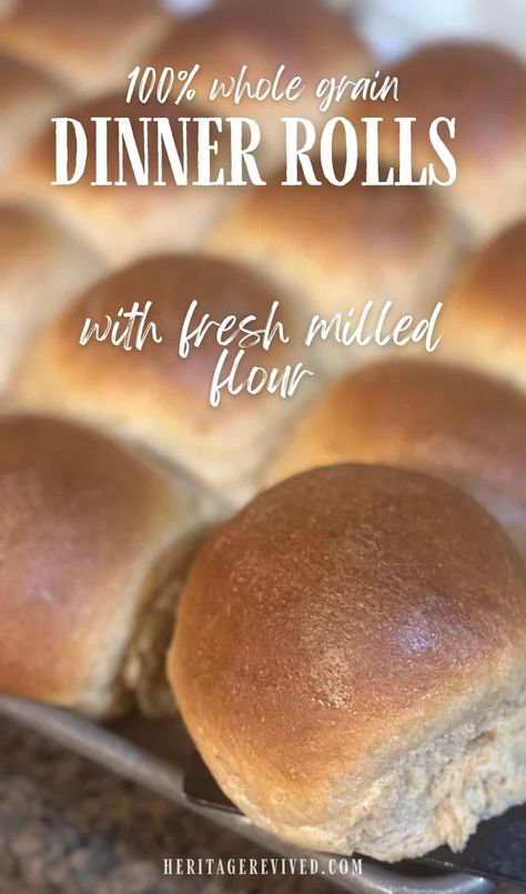 Best Whole Wheat Dinner Rolls Recipe (with Fresh Milled Flour) - Heritage revived Whole Wheat Dinner Rolls Recipe, Wheat Dinner Rolls Recipe, Groats Recipe, Whole Wheat Dinner Rolls, Wheat Dinner Rolls, Fresh Milled Flour, Fluffy Dinner Rolls, Wheat Bread Recipe, Dinner Roll