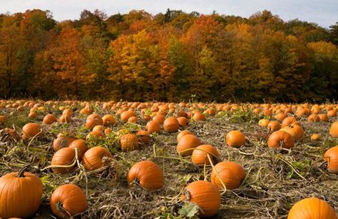 Pumpkin field & trees in autumn color, near Toronto, Ontario ... Diy Halloween Party Games, Pumpkin Patch Kids, Pumpkin Patch Party, Diy Halloween Party, Pumpkin Field, Best Pumpkin Patches, The O.c., Pumpkin Patch Sign, Planting Pumpkins