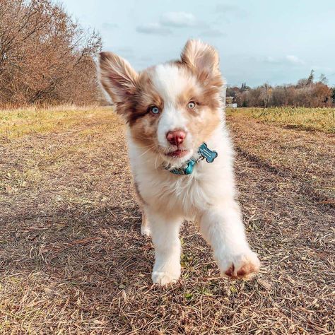 Australian shepherds puppy Australian Shepard Puppy Aesthetic, Aesthetic Australian Shepherd, Australian Shepherd Puppy Aesthetic, Australian Shepherd And Golden Retriever, Red Merle Australian Shepherd Puppy, Australian Shepherd Aesthetic, Teacup Australian Shepherd, Aussie Shepherd Puppy, Australian Shepherd Names