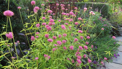 Gomphrena Flowers In Pots, Euphorbia Cotinifolia, Bachelor Button Flowers, Shade Grass, Conservatory Garden, Globe Amaranth, Flower Pot Design, Gardening 101, Rooftop Garden