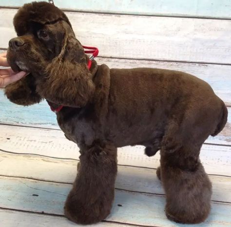 20 Best Cocker Spaniel Haircuts for Your Puppy - The Paws Spaniel Haircut, Cocker Spaniel Haircut, Cocker Spaniel Grooming, Dog Grooming Diy, English Spaniel, Summer Haircut, Female Dog Names, Puppy Cut, Dog Haircuts