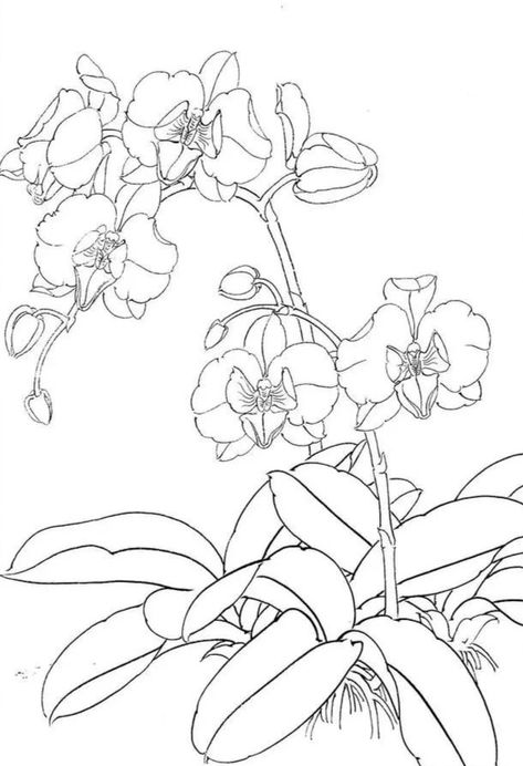 Creeping Plants, Orchid Drawing, Chinese Drawing, Chinese Drawings, Drawing Black And White, Garden Drawing, Flowers Wall Art, Drawing Black, Black And White Flowers