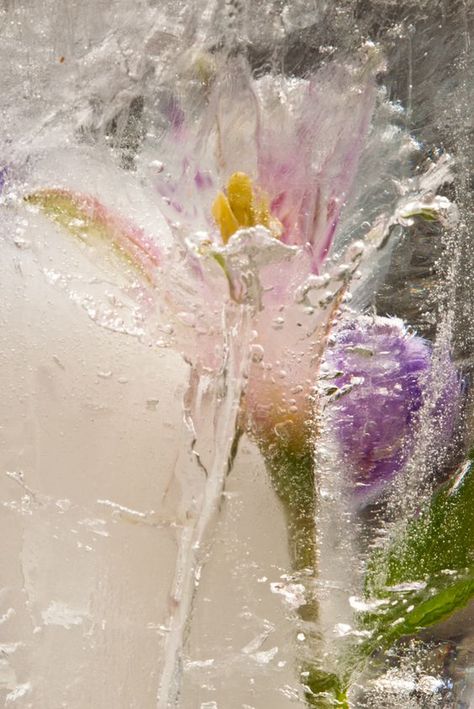 Raindrops and Roses Ice Photography, Raindrops And Roses, Winter Magic, Foto Art, Snow And Ice, Flower Beauty, Winter Garden, Winter Scenes, The Flowers