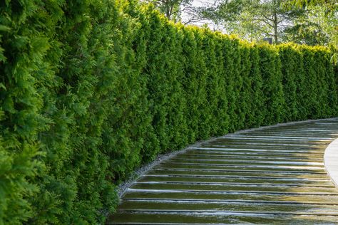 Cedar hedges are one of the best ways to enhance your garden views, add a buffer to a building or provide privacy for outdoor living. When planning to add a hedge to your property be sure to consider the type of cedar, in Central Canada the native White Cedar (Thuja occidentalis) is the go to choice for growing a healthy hedge. It is also important to take into consideration the optimal location of your new … Conifer Hedge Ideas, Emerald Cedar Hedge, Cedar Hedges Landscaping, Emerald Cedar, Hedge Ideas, Cedar Hedge, Privacy Hedges, Eastern White Cedar, Beech Hedge