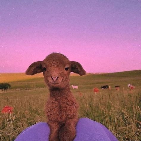 Had A Bad Day, Cute Goat, Baby Farm Animals, Baby Sheep, Cute Goats, Baby Goats, Baby Cows, Pretty Animals