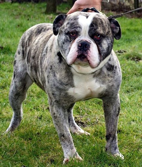 Alapaha Blue Blood bulldog Alapaha Blue Blood Bulldog, Blue Blood Bulldog, All Breeds Of Dogs, Blue Bloods, Bulldog, Dogs, Blue