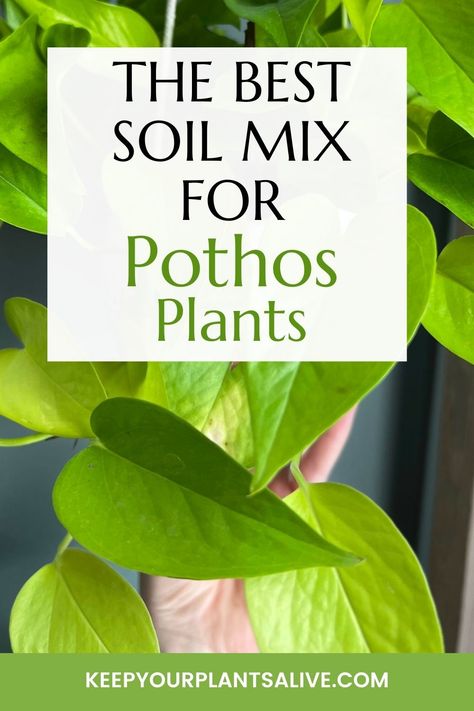 Want to master pothos plant care? It starts from the dirt up! Here’s what you need to know about the best soil mix for pothos plants! Pothos Wreath, Golden Pothos Care, Pothos Propagation, Witch Plants, Indoors Garden, Pathos Plant, Soil Recipe, Pothos Plant Care, Pothos Plants