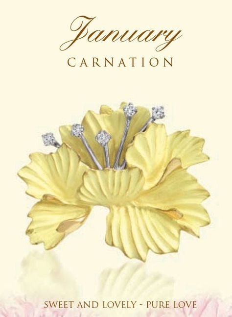 Carnation Birth Flower, Zodiac Flowers, Flowers Carnations, January Flower, January Carnation, January Birth Flowers, April Easter, Flower Meanings, Love Of Your Life