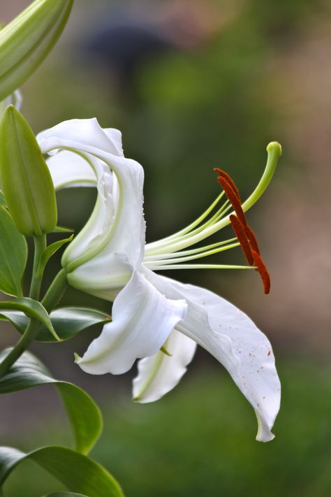 Casablanca Lily  ~photo by R. Meyer~ Easter Lily Care, Casablanca Lilies, Lilium Candidum, Casablanca Lily, Easter Lily, Landscape Plan, White Lily, Lily White, Flower Therapy