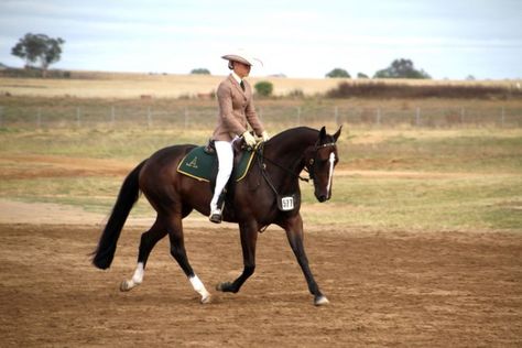 Australian Stock Horse, All Horse Breeds, Stock Horse, Ranch Riding, Horse Ideas, Soul Surfer, 2024 Vision, Horse Breeds, Thoroughbred