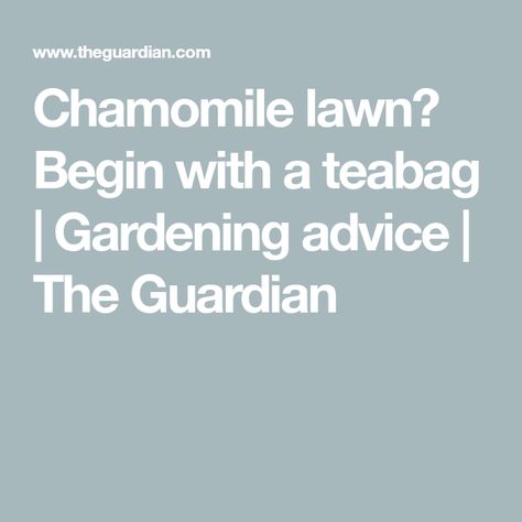 Chamomile lawn? Begin with a teabag | Gardening advice | The Guardian Chamomile Lawn, Tools Tattoo, Garden Nails, Gardening Quotes, Seeding Lawn, Lawn Alternatives, Nigella Seeds, Ground Cover Plants, Chamomile Tea