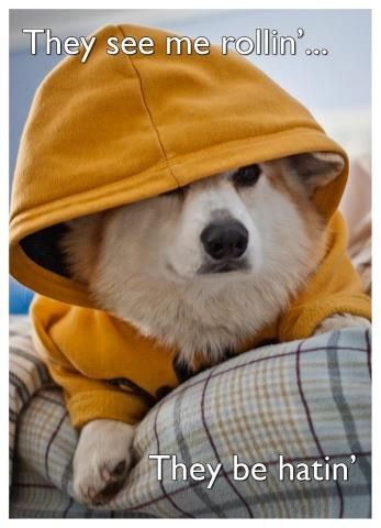 Cool dude corgi Corgi Quotes, Corgi Cartoon, Corgi Mom, Corgi Funny, Corgi Butts, Corgi Puppy, Corgi Dog, Welsh Corgi, Cute Animal Pictures